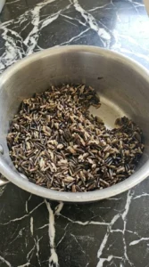 Simmered wild rice base for Cranberry Pecan Wild Rice with split dark grains and beige centers